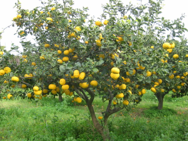 POMPIA - immagine 2