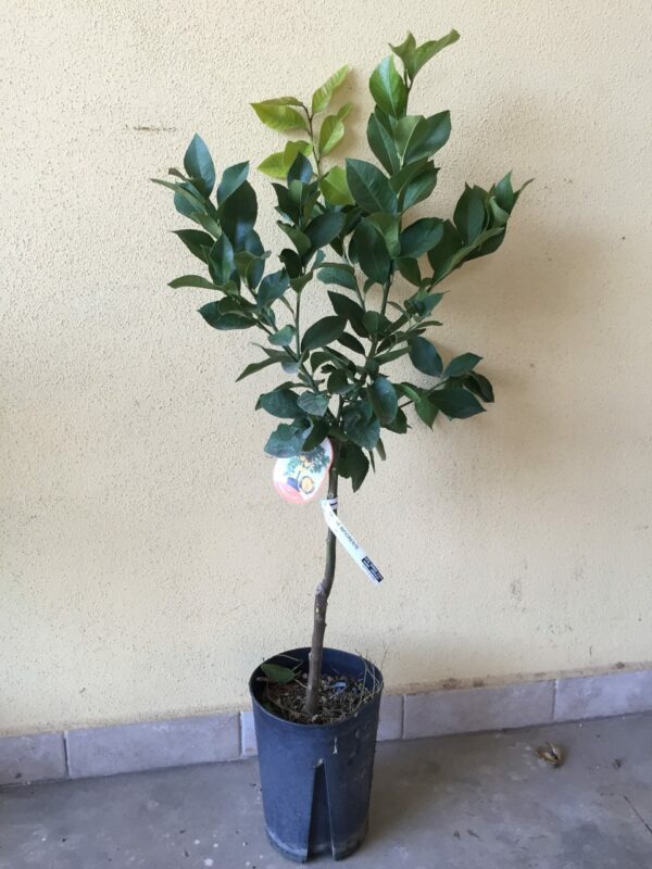 LIMONE RIFIORENTE (QUATTRO STAGIONI) - immagine 2