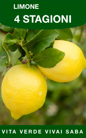 LIMONE RIFIORENTE (QUATTRO STAGIONI)