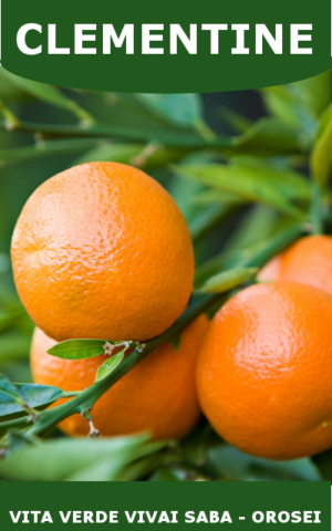 CLEMENTINE VASO