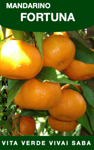 MANDARINO FORTUNE