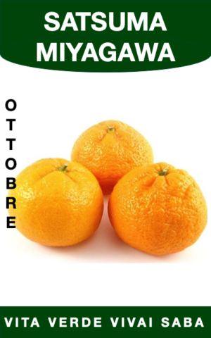 SATSUMA MIAGAWA