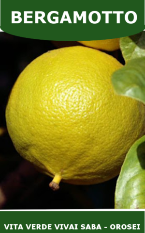 BERGAMOTTO VASO