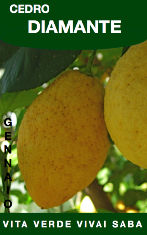 CEDRO VASO