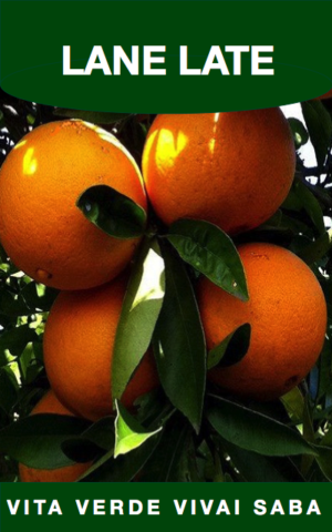 ARANCIO LANE LATE IN VASO