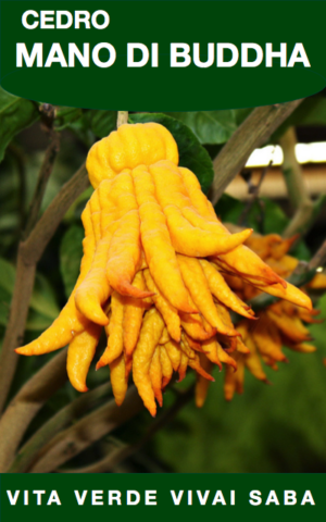 CEDRO MANO DI BUDDHA