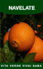 ARANCIO NAVELATE IN VASO