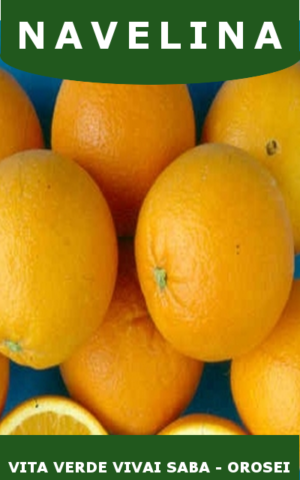 ARANCIO NAVELINE IN VASO