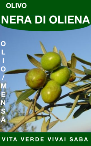 OLIVO INNESTATO IN VASO CV "NERA DI OLIENA"
