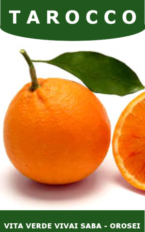 ARANCIO TAROCCO IN VASO