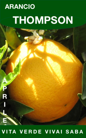 ARANCIO THOMPSON IN VASO