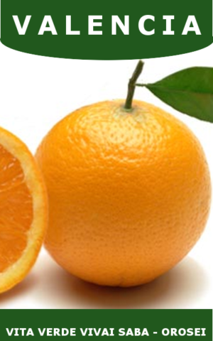 ARANCIO VALENCIA IN VASO