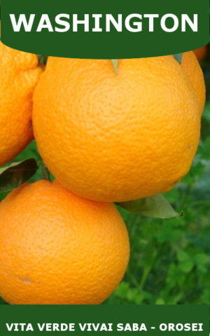 ARANCIO WASHINGTON IN VASO