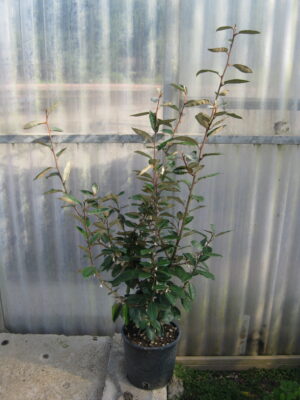 ELEAGNUS X EBBINGEI VASO 18