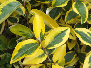 ELEAGNUS X EBBINGEI GILT EDGE VASO 18