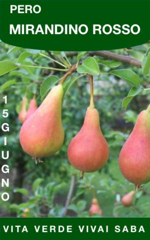 Pero Mirandino Rosso (Bella di Giugno)