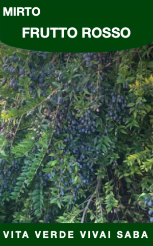 MIRTO ROSSO VASO 18