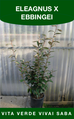 ELEAGNUS X EBBINGEI VASO 18