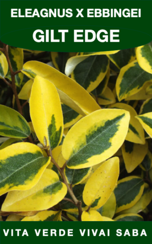 ELEAGNUS X EBBINGEI GILT EDGE VASO 18