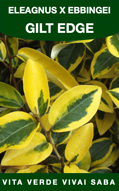 ELEAGNUS X EBBINGEI GILT EDGE VASO 18