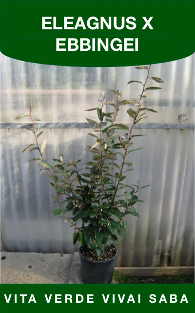 ELEAGNUS X EBBINGEI VASO 18