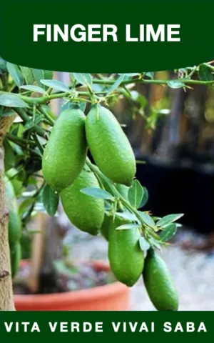 FINGER LIME