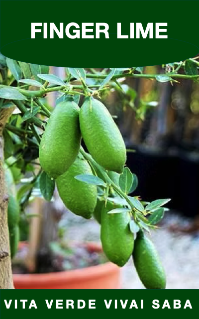 FINGER LIME
